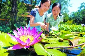 到景山公园赏荷花盆景