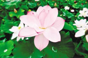 莫愁湖荷花全面进入盛花期拍荷花发微博有机会得到盆景