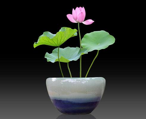 景山公园第八届荷花盆景艺术展开幕