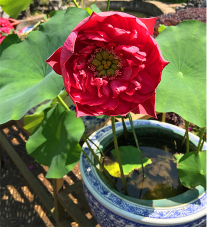 莫愁湖公园荷花盆景展拉开序幕