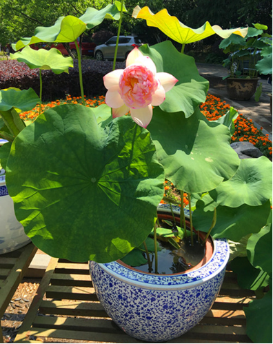 莫愁湖公园荷花盆景展拉开序幕