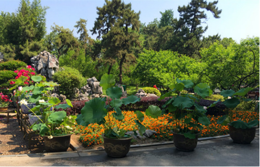 莫愁湖公园荷花盆景展拉开序幕