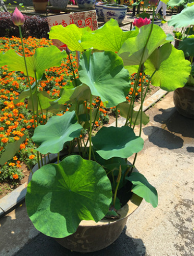 莫愁湖公园荷花盆景展拉开序幕