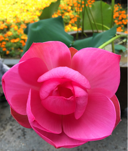 莫愁湖公园荷花盆景展拉开序幕