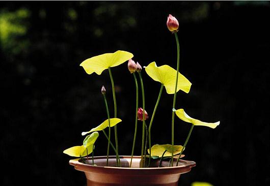 莫愁湖荷花盆景展 本周拉开序幕