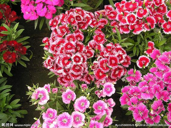 王逸良:发展庭院经济 种植鲜花盆景月赚三千