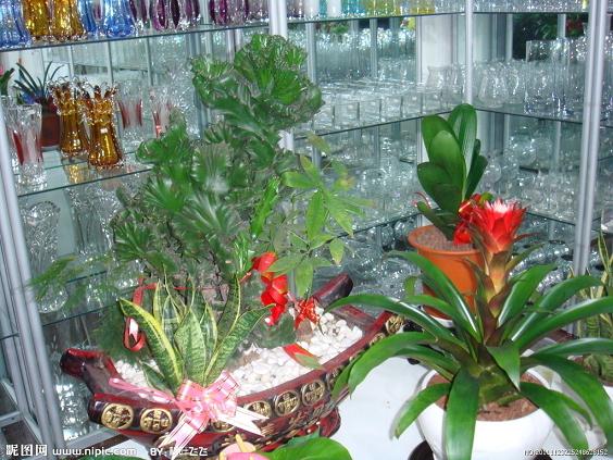 过节火了花卉市场 鲜花盆景 市民各有所爱