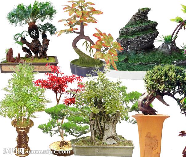 盆景、鲜花、观叶植物 西宁盛装迎接青洽会