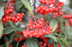 花木盆景园成花的海洋 现有鲜花品种200多个