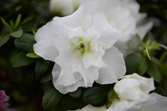 花木盆景园成花的海洋 现有鲜花品种200多个