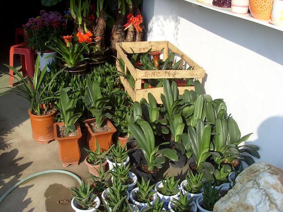 20万盆盆景鲜花等你选