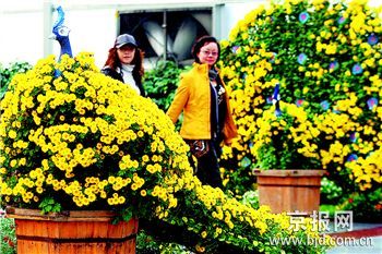 世界花卉大观园艺菊作品展 艺菊盆景