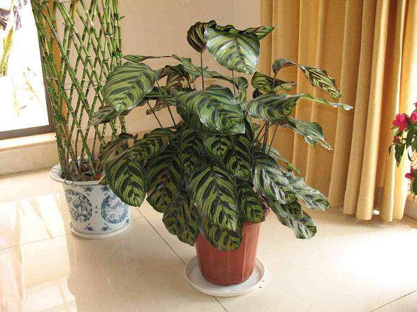 节日花卉市场异彩纷呈　蔬菜盆景却难觅踪迹