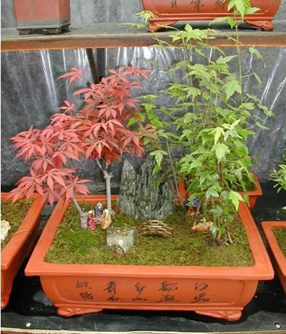 花卉盆景博览会国庆节登场