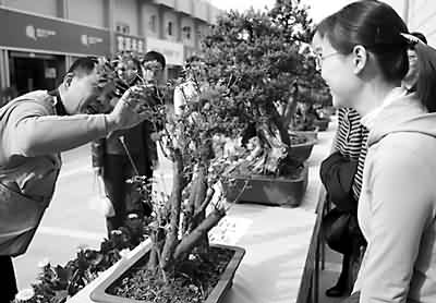 盆景花卉展昨开幕