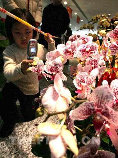 “奥运花卉伴您过大年”启动 花卉盆景走进市民家