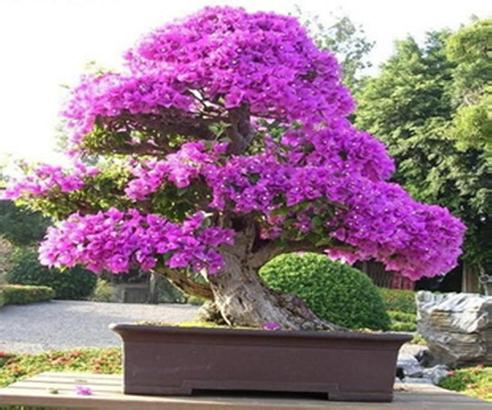 老城新增一花卉盆景产业园