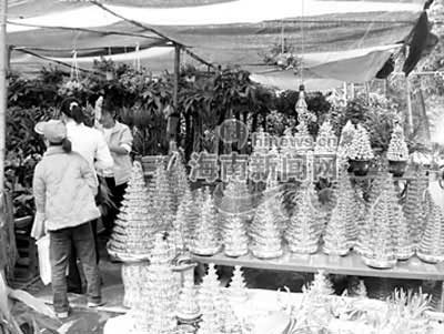 今年迎春花卉与往年不一样盆景花卉抢了春桔风头(组图)