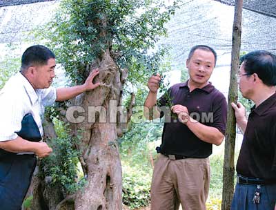 花卉盆景带头人(图)