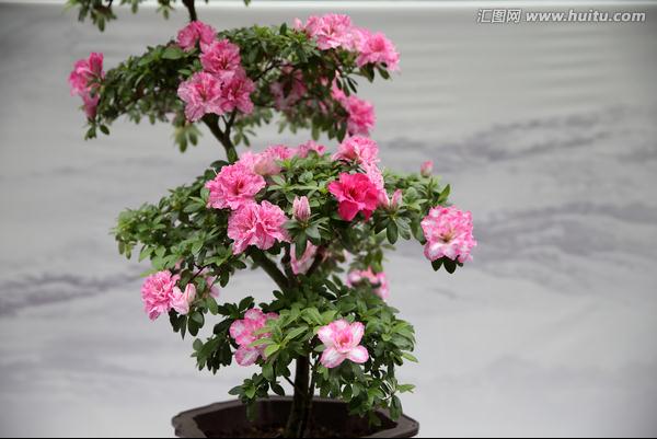 十五届盆景花卉展开始布展十五届盆景花卉展开始布展