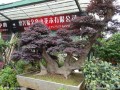 临沂花卉盆景的出租很受青睐