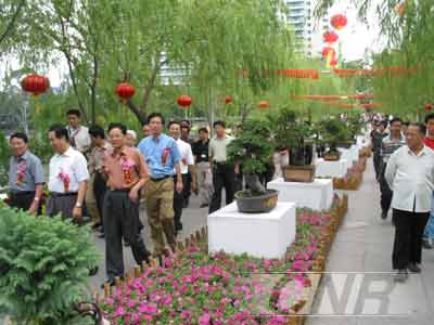 丰盛之年花卉盆景好吃香