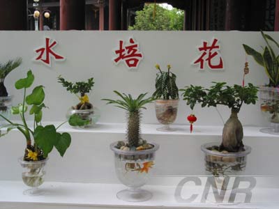 丰盛之年花卉盆景好吃香