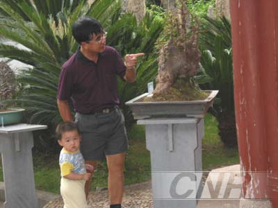 丰盛之年花卉盆景好吃香