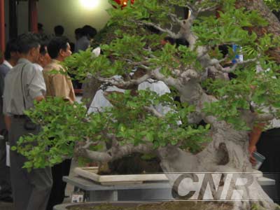 丰盛之年花卉盆景好吃香