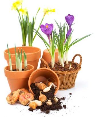 海宁灯彩老艺人发明花卉盆景灯