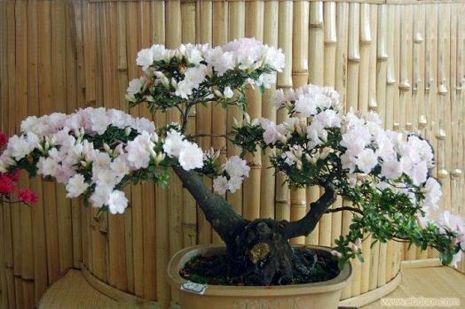 盆栽花卉常用的三种施肥方法