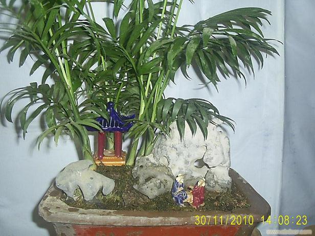 4000余花卉盆景将亮相农博会