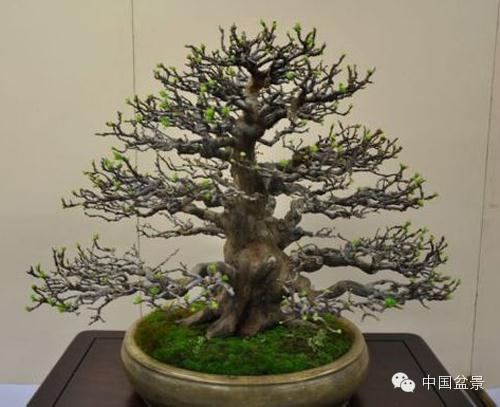 告中国盆景界些事