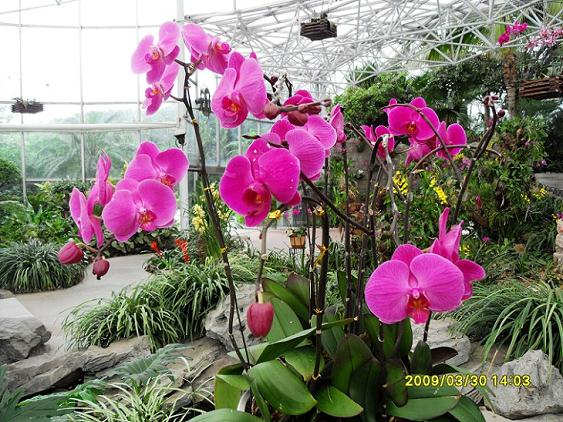 山西盆景花卉一条街