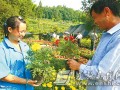 咸丰县高乐山镇万全花卉园林公司买花卉盆景的人骆驿不绝