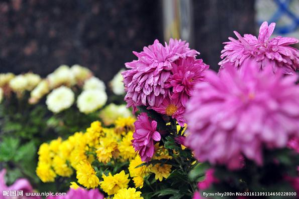 数百居民家养花卉盆景争奇斗艳