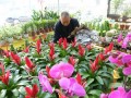 花卉盆景货足价平销售冷