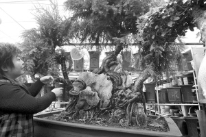 沈阳南湖花卉市场一盆景叫价36万 私企老板买了