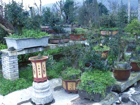 长征镇新民村大力发展花卉盆景特色产业(图)