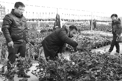 金华首届家里花卉盆景展开展