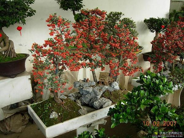 花卉销售迎来旺季 盆景花卉销售“绿意浓”