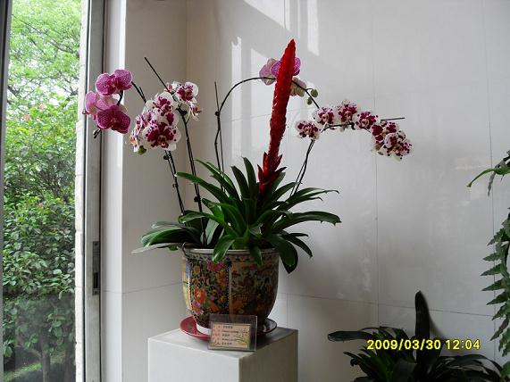 27岁大学生创办盆景花卉展