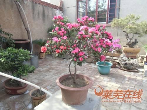 中国花卉协会盆景分会举行常务理事会议