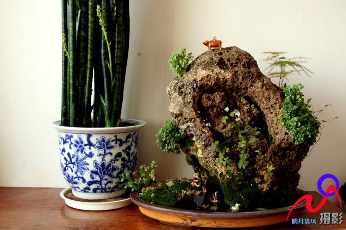 红梅公园装扮一新 花卉盆景营造6大景点迎国庆