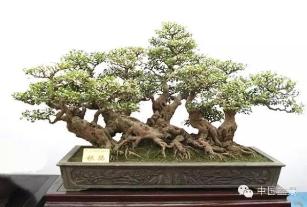 中国花卉协会盆景分会第一届会员代表大会在如皋召开