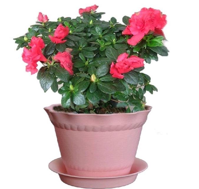 花卉盆景 徐家大院秘密武器