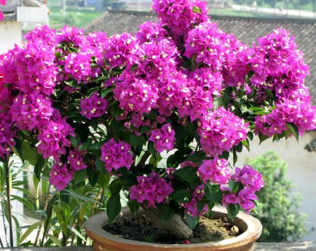 十万花卉盆景迎春花市迎宾客