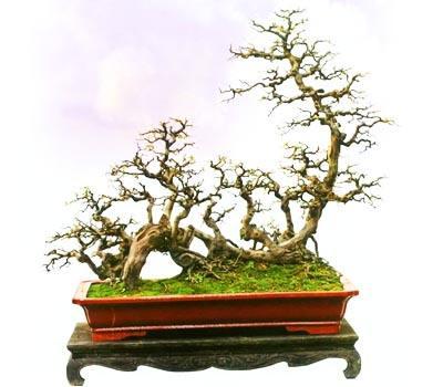 山东:气温回暖 花卉市场绿植盆景热销