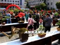 镇坪花卉盆景根雕展 300件展品中不少是珍品