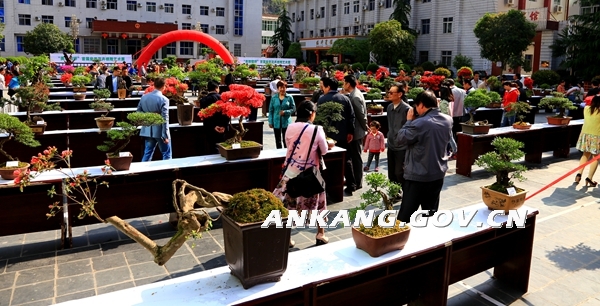 143036044566219542.jpg 镇坪花卉盆景根雕展 300件展品中不少是珍品